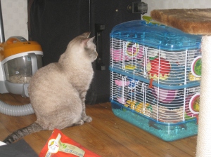 Sky showing interest to the hamsters